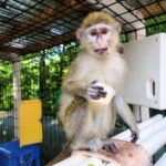 buy Pigtail macaques monkey for sale