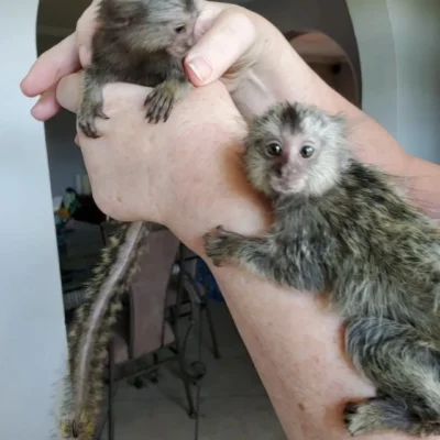 Pair macaques monkey for sale