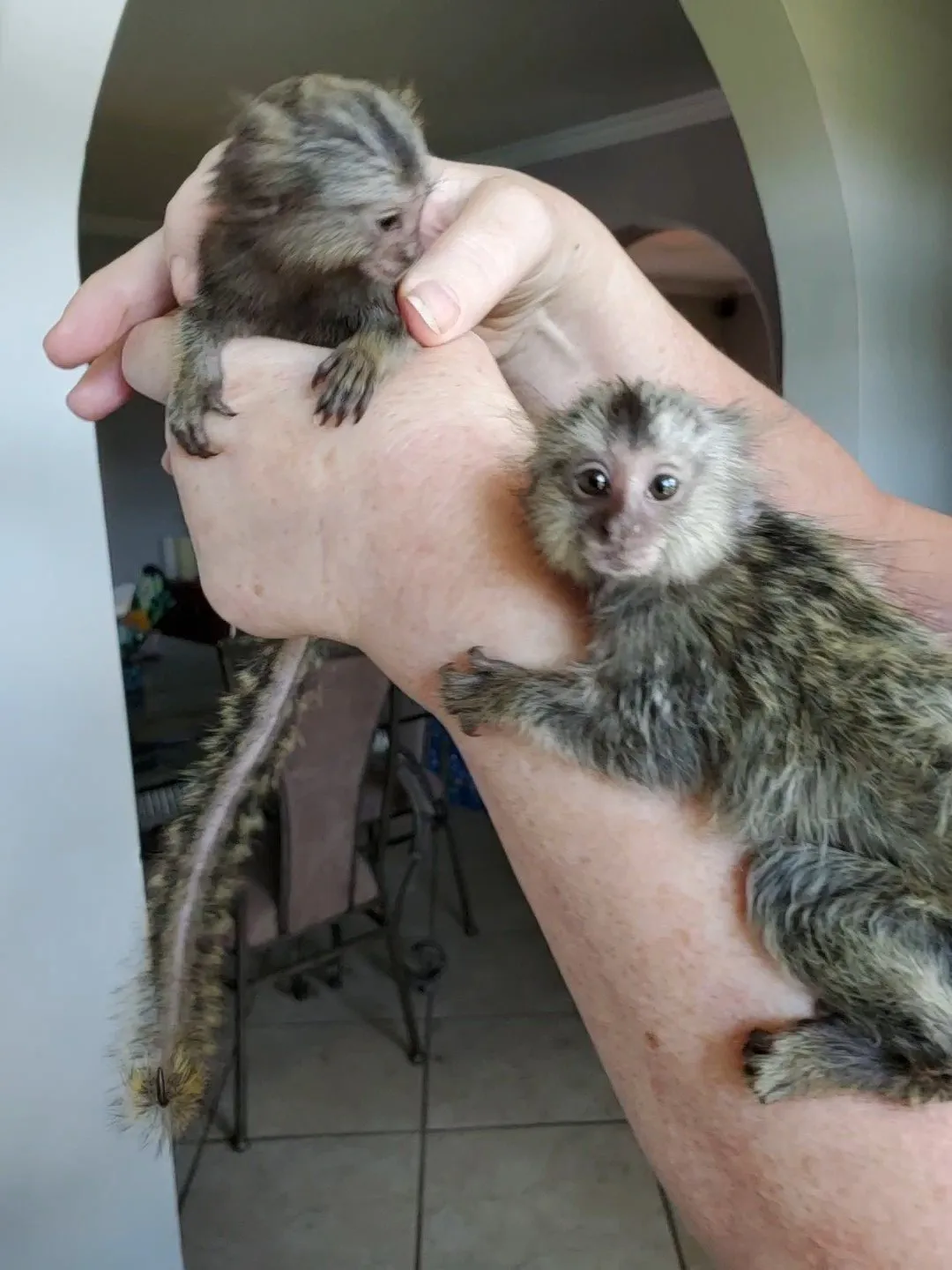 Pair macaques monkey for sale