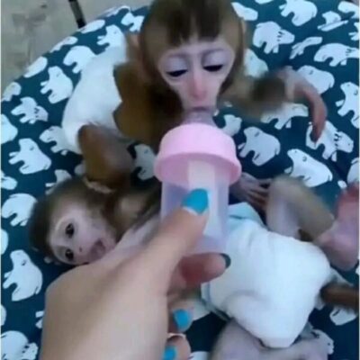 buy macaque pet monkeys