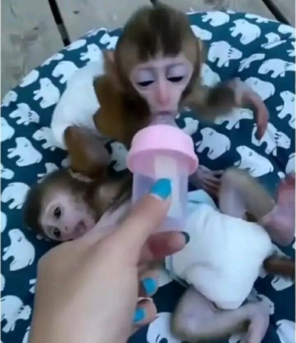 buy macaque pet monkeys