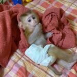 Pigtail macaques monkey for sale