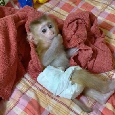 Pigtail macaques monkey for sale