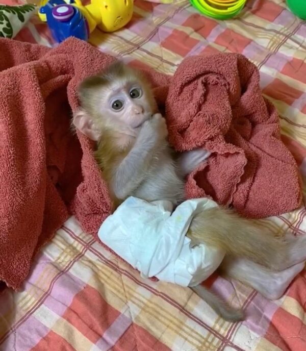 Pigtail macaques monkey for sale