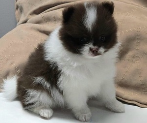 Pomeranian Puppy For Sale