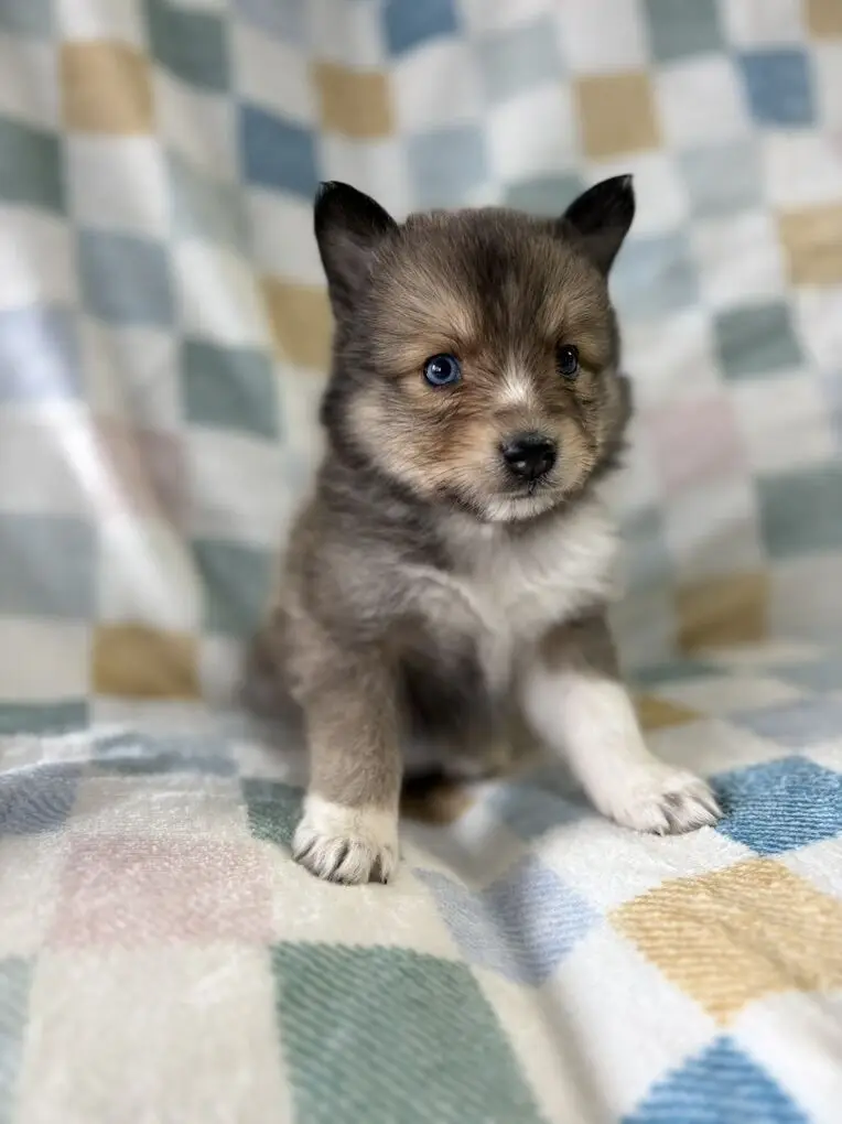 Pomsky Puppy: Sheltie - Image 2