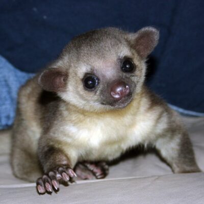 Kinkajou for sale