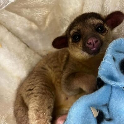 Kinkajou: Bea