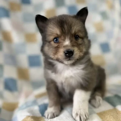Pomsky Puppy: Sheltie