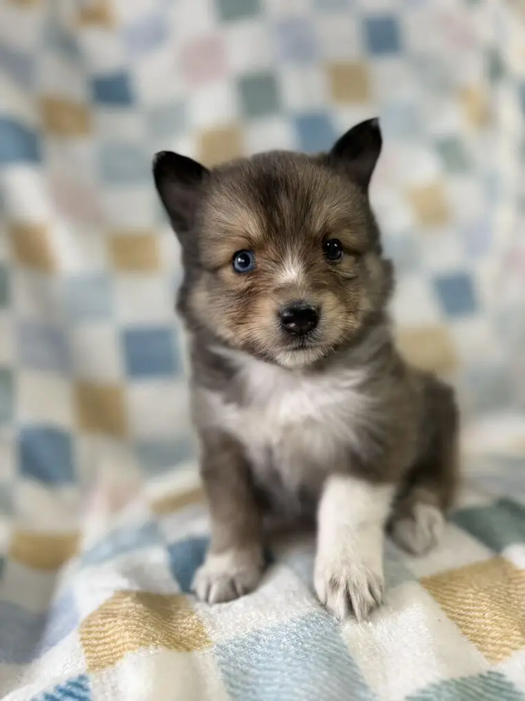 Pomsky Puppy: Sheltie