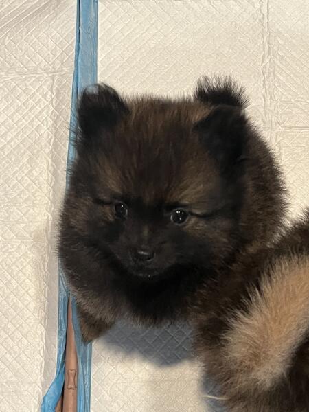 Pomeranian Puppies - Image 2