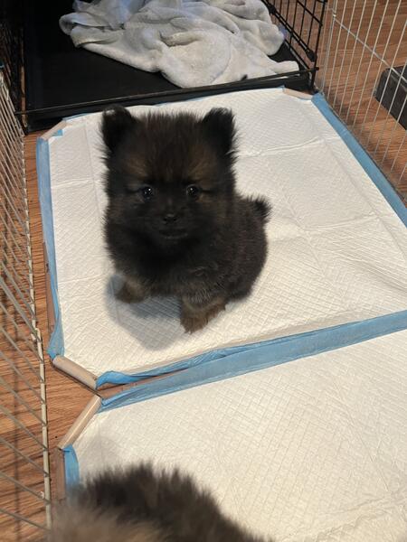 Pomeranian Puppies