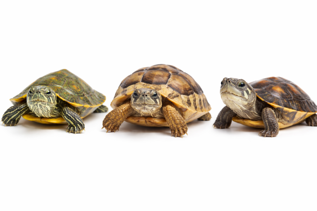 High-quality image of multiple turtles including red-eared sliders and yellow-bellied sliders available for sale