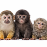 High-quality image of adorable monkeys, showcasing their playful expressions and social behavior, available for purchase as pets
