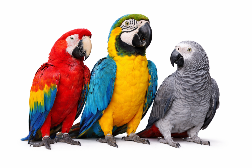 High-quality image featuring various parrot bird species, showcasing their colorful plumage and unique features.
