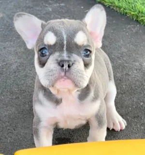 Healthy French Bulldog puppies with bat ears and short coats available for sale
