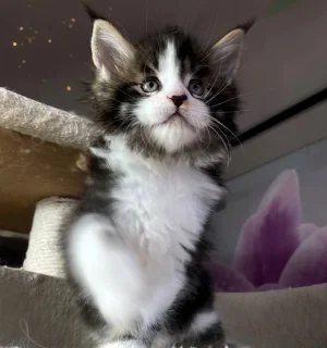 buy pet maine coon kittens, Order Maine Coon kittens online, Adopt Maine Coon kittens, Reserve a Maine Coon kitten, buy Maine Coon cats online, Maine Coon kittens with shipping, Maine Coon kittens ready to go, Affordable Maine Coon kittens,