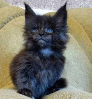 High quality image of Maine Coon kittens available for purchase, showing their long fur, expressive eyes, and playful poses.