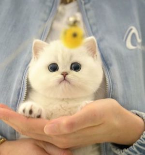 Healthy Munchkin cats with short legs available for sale near me