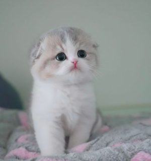 Munchkin cats with short legs and gentle expressions available for adoption