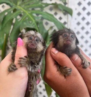 buy finger marmoset pet MONKEYs FOR SALE