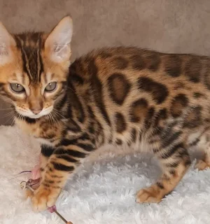 High-quality image of Bengal kittens, showcasing their distinctive spotted or marbled coats and playful personalities.