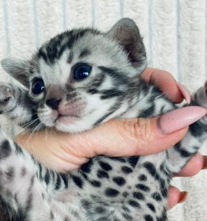 Minnesota Bengal Rescue