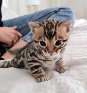 High quality image of Bengal kittens near me, showcasing playful Bengal cats with spotted and marbled coats.