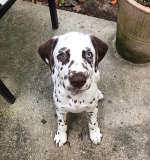 High‑quality image of adorable Dalmatian puppies with unique black spots, available for sale near you