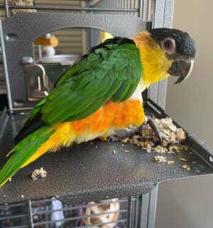 High-quality image of a Caique parrot, showcasing its vibrant plumage and playful personality, available for adoption.