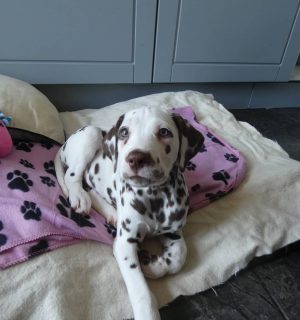 dalmatian puppies for sale near me
