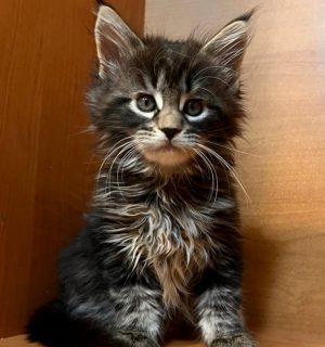 High-quality image of Persian kittens, Maine Coon kittens, Bengal kittens, and Ragdoll kittens, showcasing their distinct features and playful personalities.