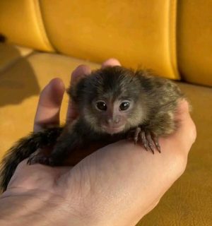 Nella The Adorable Marmoset – Small Primate with a Big Personality