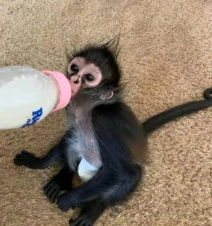 adopt pet spider monkey near me