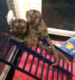 High-quality image of a pair of macaque monkeys, captured in their natural habitat, showing their playful and social behavior.