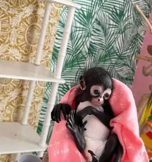 Adopt a Monkey – Find a Social and Intelligent Primate Companion