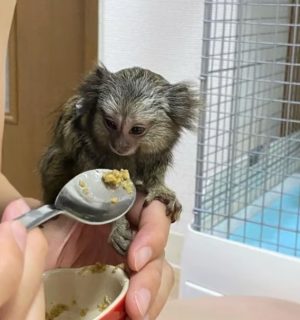 Photo of a small monkey such as a capuchin or marmoset, representing exotic animal listings for sale.