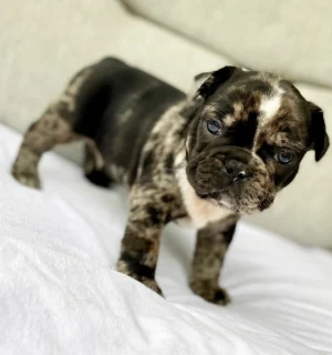 French Bulldog named Luiza sitting indoors with bat ears and smooth short coat