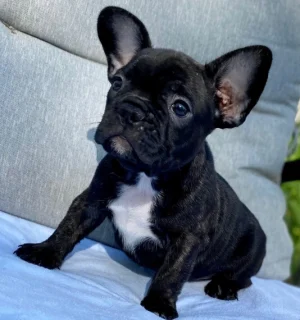 French Bulldog named Percy sitting with upright bat ears and smooth short coat