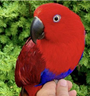 female Eclectus