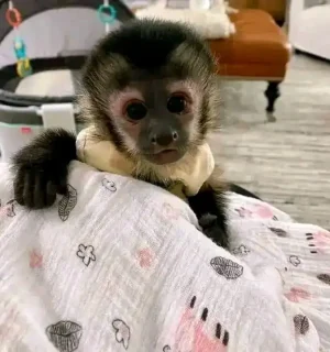 High-quality image of a pet monkey available for adoption, showcasing its playful nature and intelligent expression.