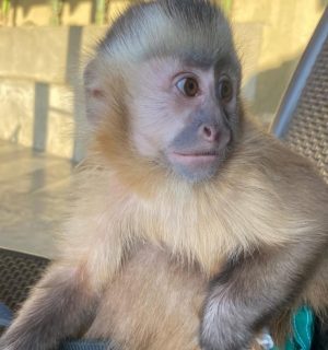 High-resolution image of a cute monkey, ideal for pet listings featuring monkeys available for sale.