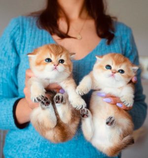 Munchkin kittens
