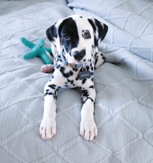 dalmatian puppies for sale near me