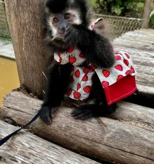 High‑quality image of a capuchin monkey, suitable for listings relating to capuchin monkeys for sale in Texas